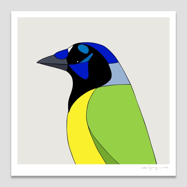 Green Jay