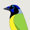 Green Jay - Image 3