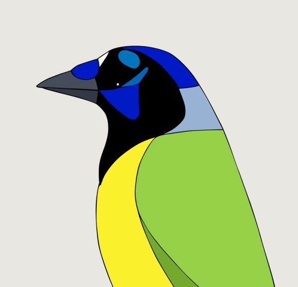 Green Jay - Image 3