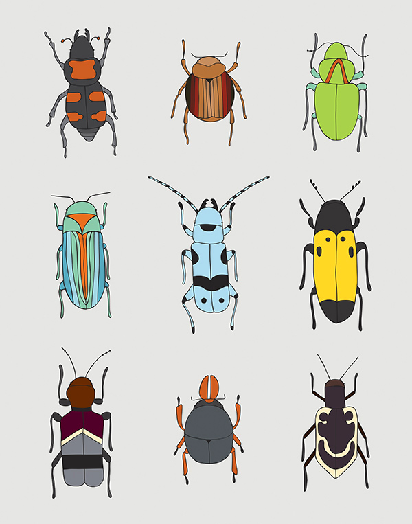 Coleoptera