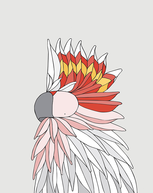 Pink Cockatoo