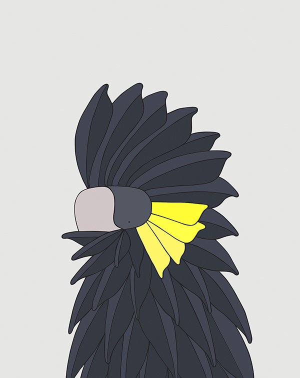 Yellow Tailed Black-Cockatoo