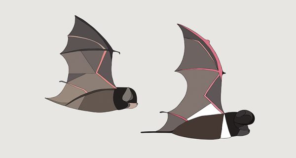 Microbats