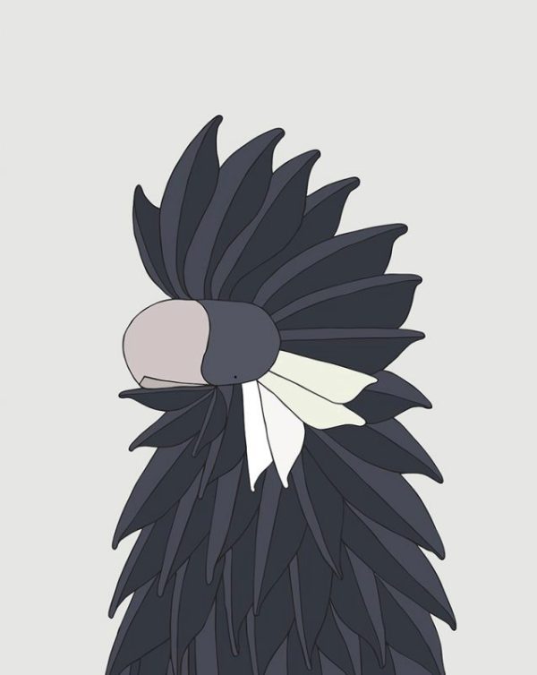 Carnaby's Black-Cockatoo