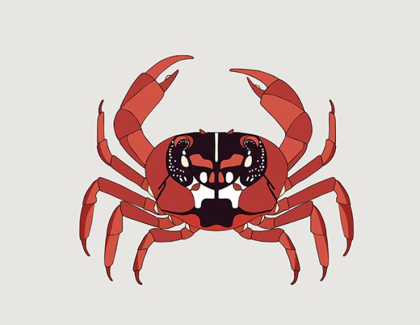 Christmas Island Red Crab