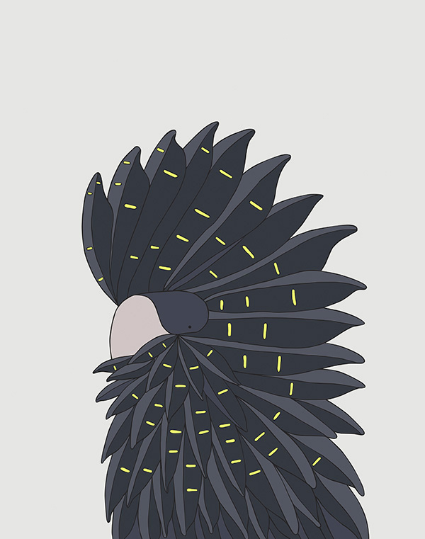 Red-Tailed Black Cockatoo