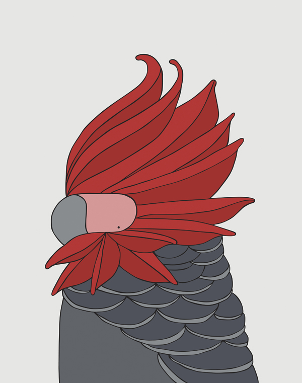 Gang-Gang Cockatoo