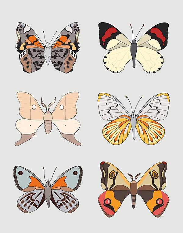 Lepidoptera