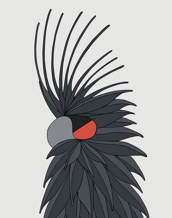 Palm Cockatoo