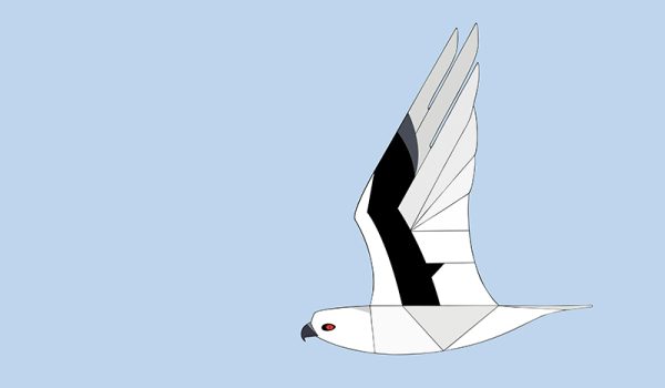 Letter-winged Kite In Flight