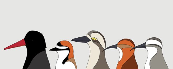 Shorebirds of Australia