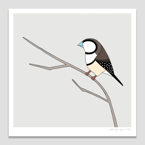 Double-barred Finch