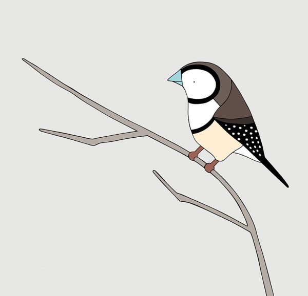 Double-barred Finch - Image 3