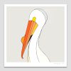 American White Pelican