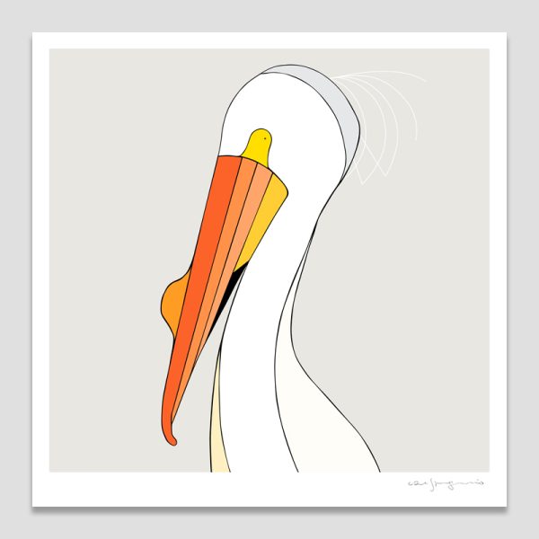 American White Pelican