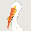 American White Pelican - Image 3