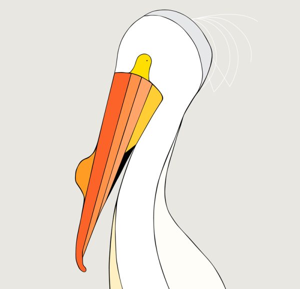 American White Pelican - Image 3