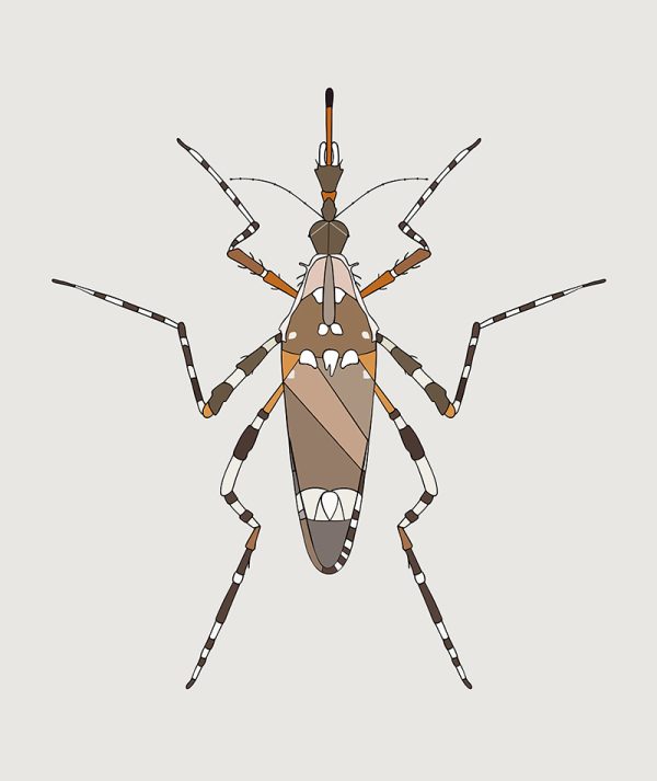 Aedes Alternans