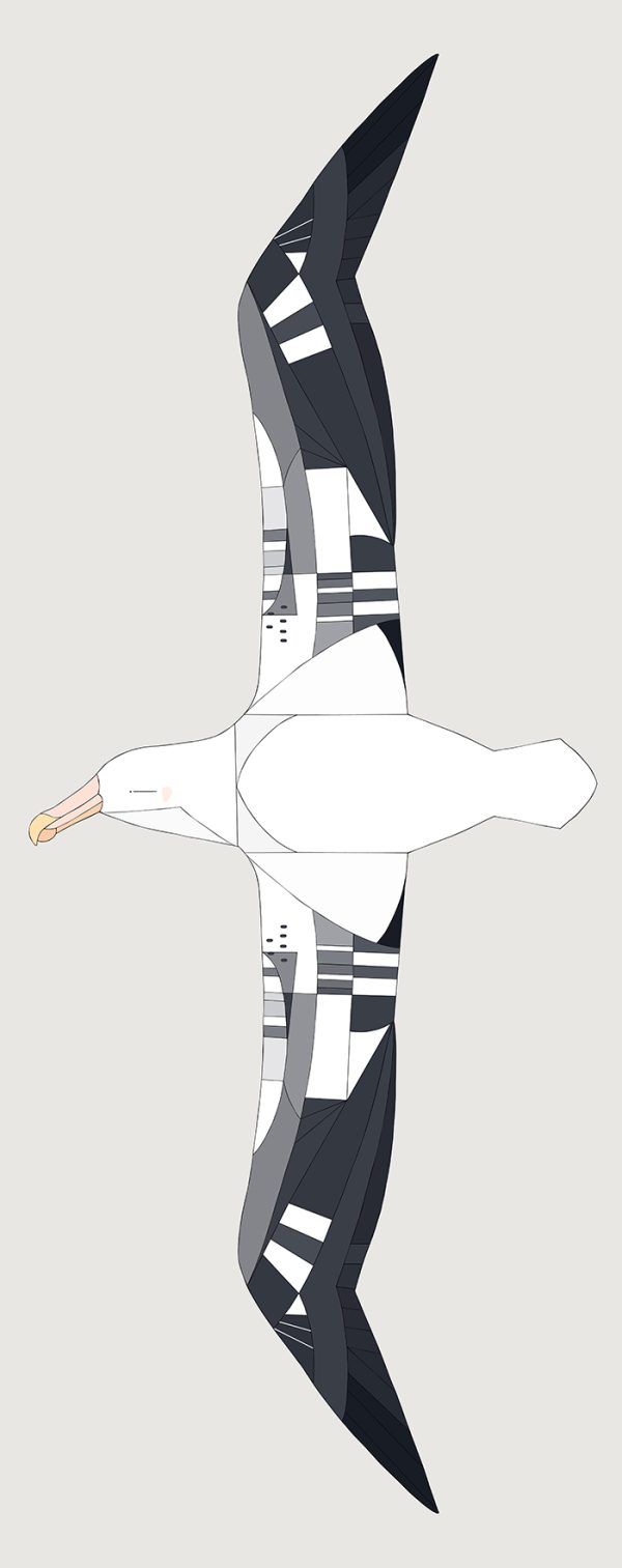Wandering Albatross