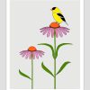 American Goldfinch and Purple coneflower
