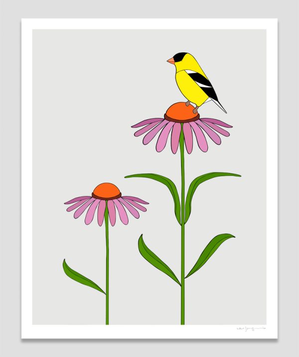 American Goldfinch and Purple coneflower
