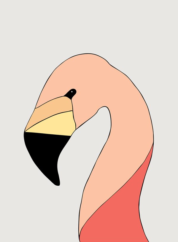 Andean Flamingo