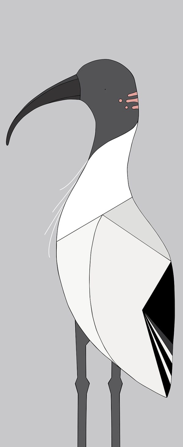 Australian White Ibis