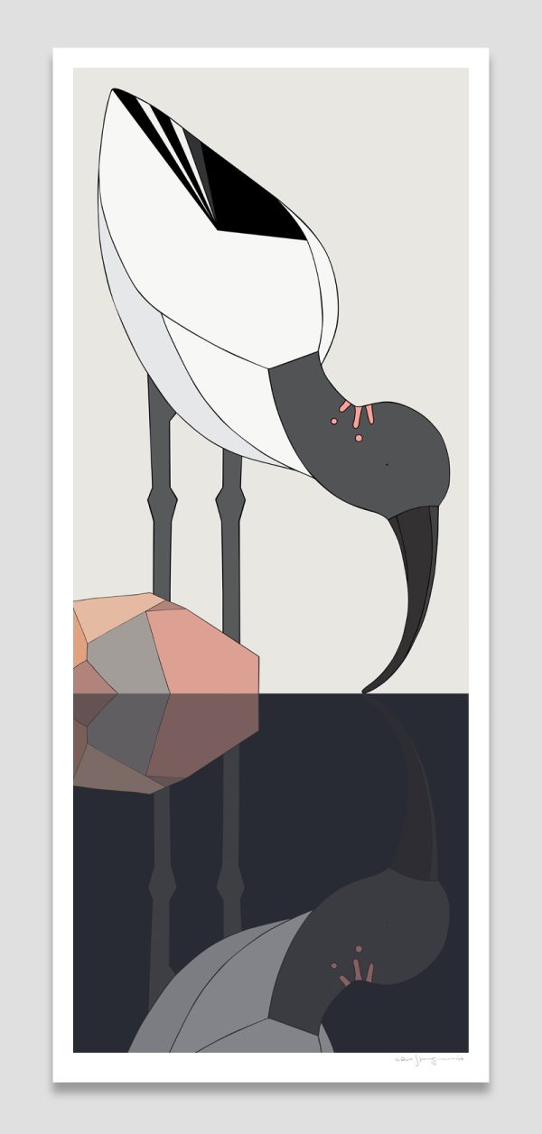 Australian White Ibis