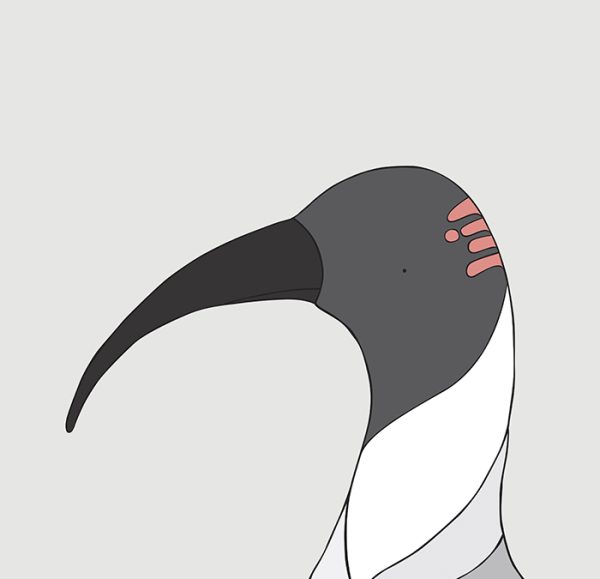 Australian White Ibis