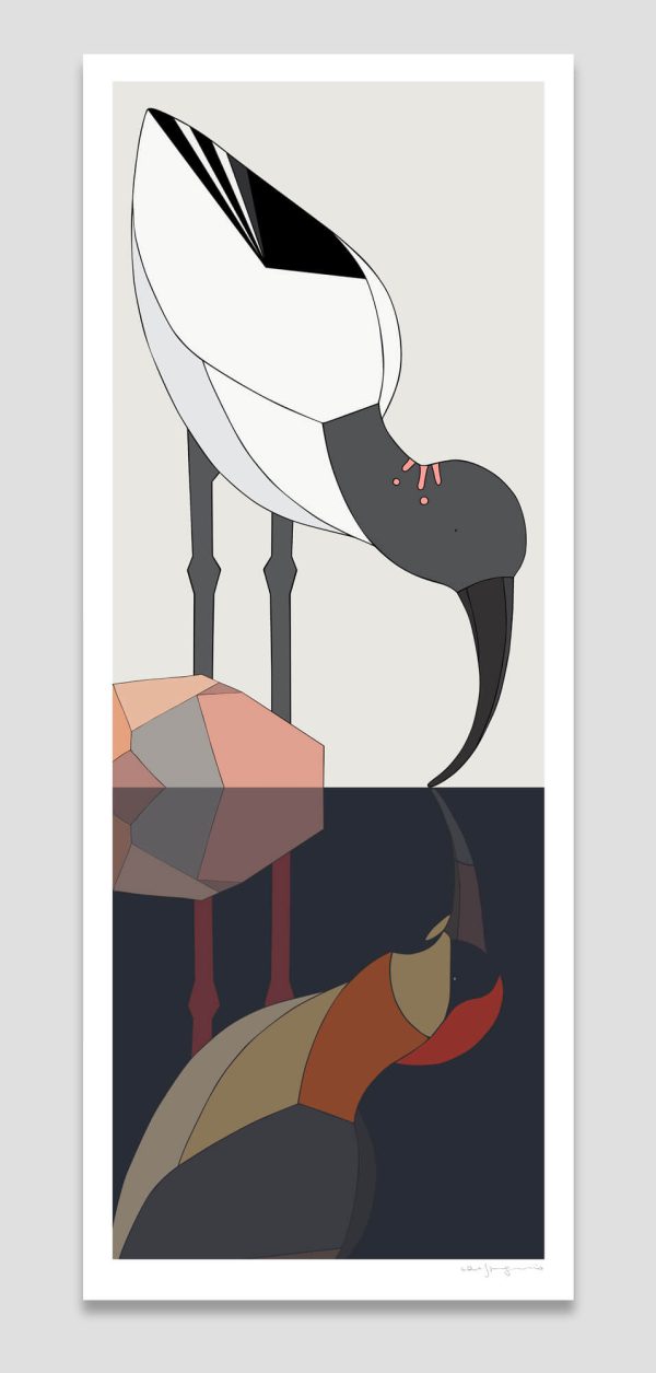 Ibis (Australia) Bandurria (Chile)