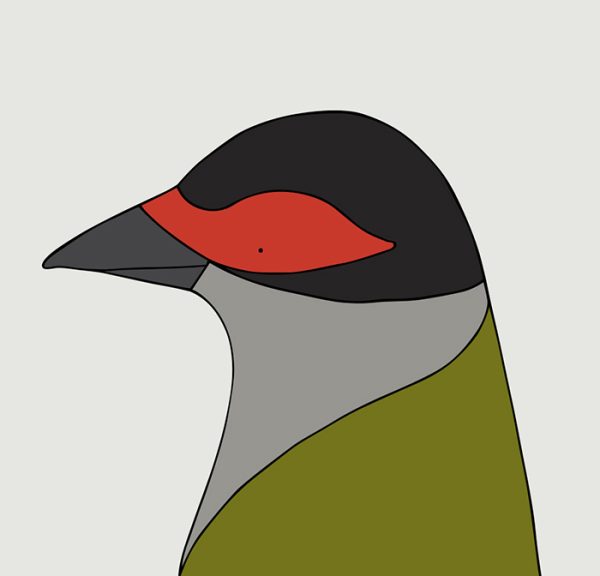 Australasian figbird