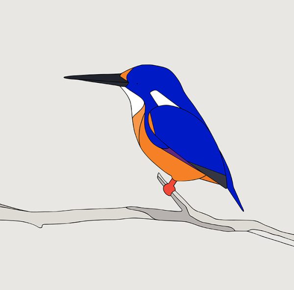 Azure Kingfisher