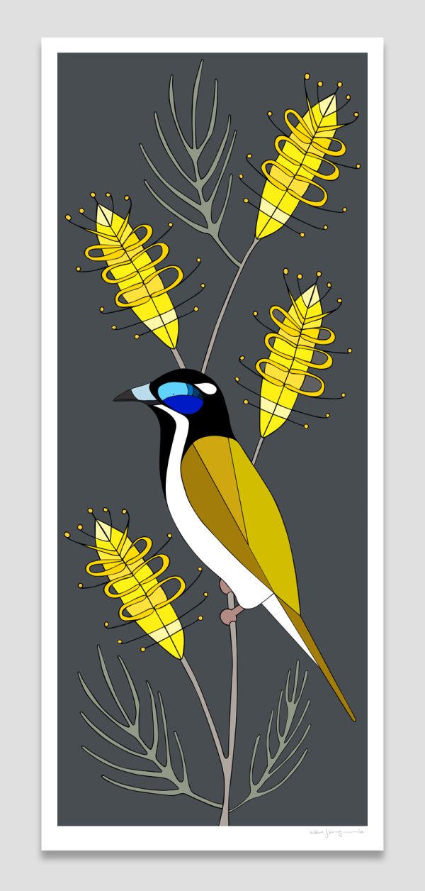 Blue-faced Honeyeater and Grevillea