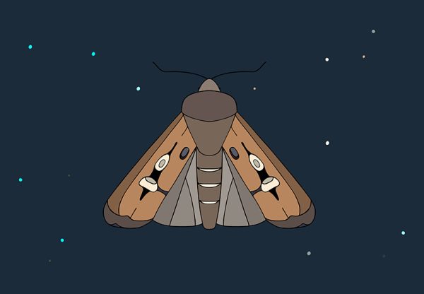 Bogong Moth