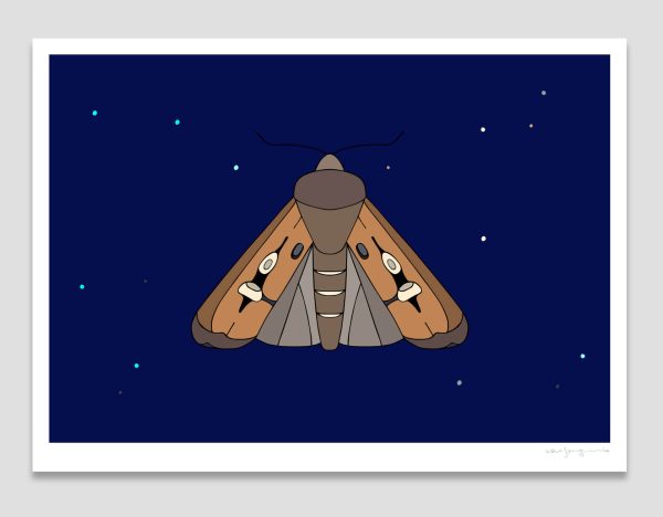 Bogong Moth Bogong Moth
