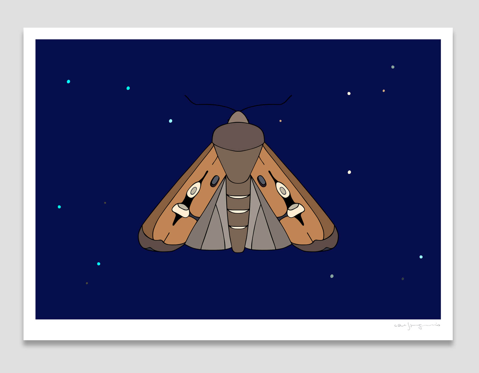 Bogong Moth