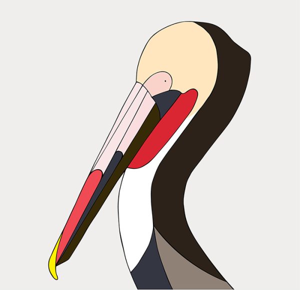 Brown Pelican