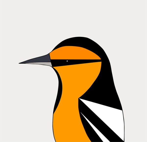 Bullock's Oriole