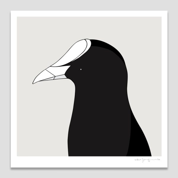 Eurasian Coot