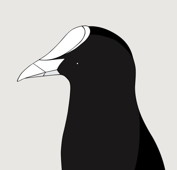 Eurasian Coot - Image 3