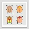 Christmas Beetles of Australia