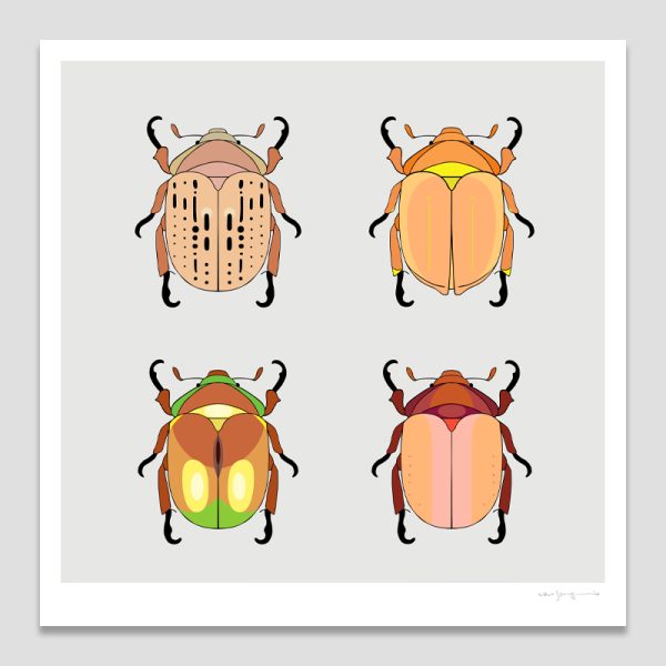 Christmas Beetles of Australia