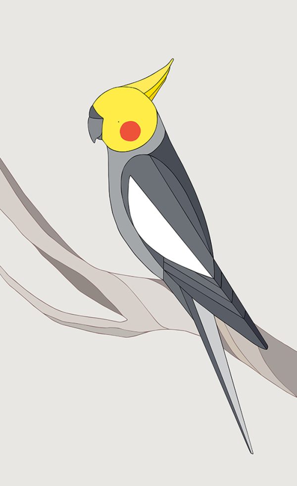 Cockatiel