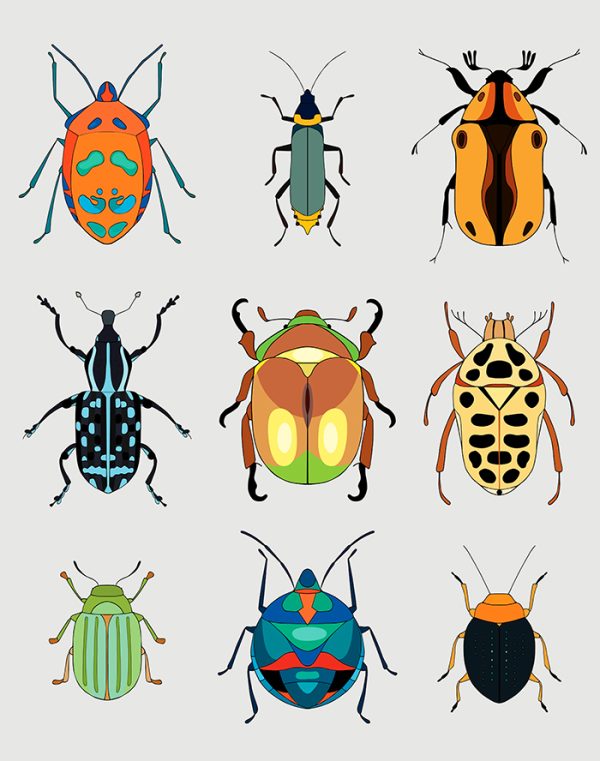 Coleoptera and Hemiptera