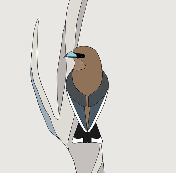 Dusky Woodswallow