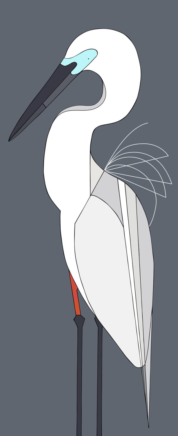 Great Egret (Breeding)