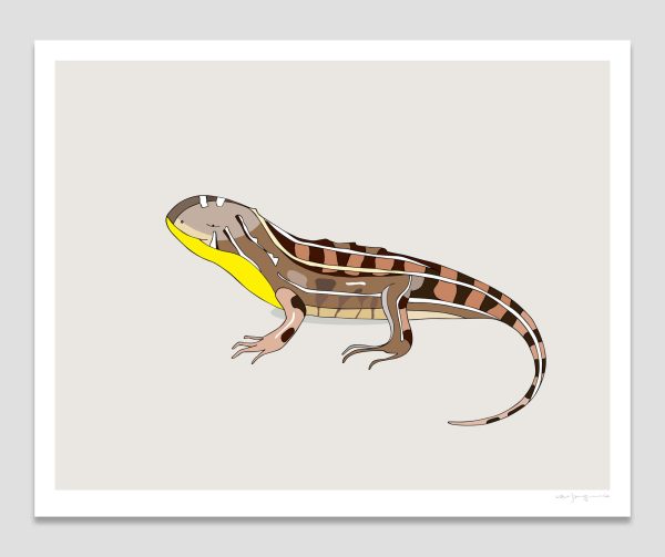 Grassland Earless Dragon