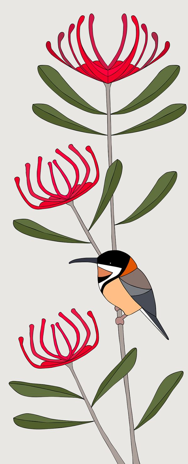 Eastern Spinebill & Tasmanian Waratah