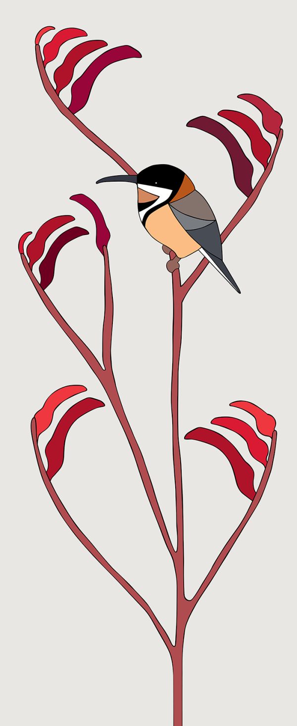 Eastern Spinebill & Kangaroo Paw