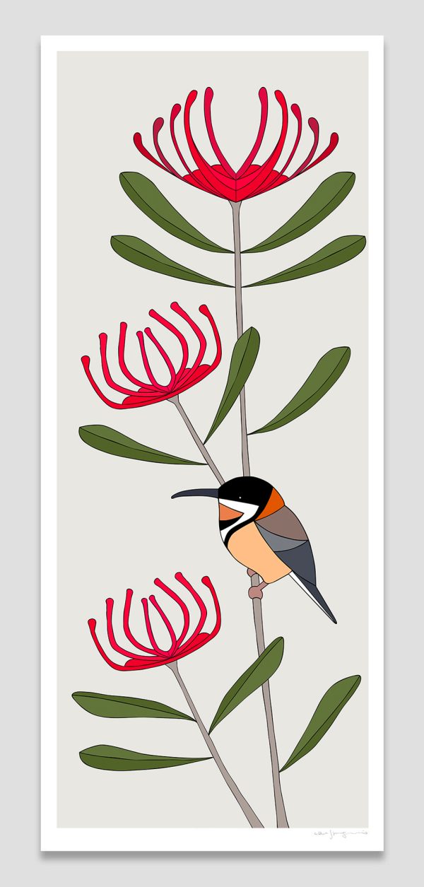 Eastern Spinebill & Tasmanian Waratah